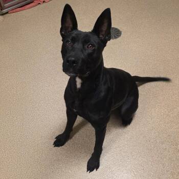 Luna -  Labrador Retriever and Pit Bull Terrier Dog for Adoption in Bristol, Indiana - Luna | PetCurious