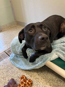 Rescue Terrier and Mixed Breed Dogs for Adoption in Auburn, Indiana - The Gambler | PetCurious