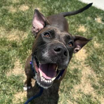 Hartville -  Mixed Breed Dog for Adoption in Philadelphia, Pennsylvania - Hartville | PetCurious