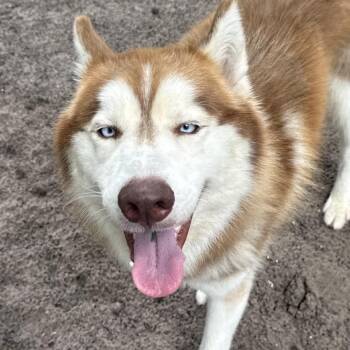 Stotey 28698 -  Husky Dog for Adoption in Middleburg, Florida - Stotey 28698 | PetCurious