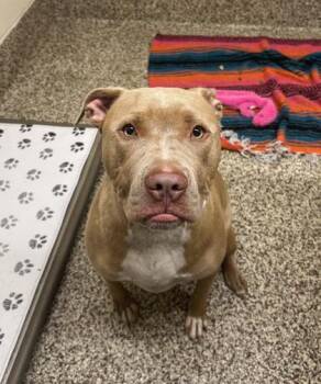 Melon -  Shar Pei and Cane Corso Dog for Adoption in Westland, Michigan - Melon | PetCurious