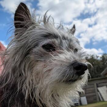 Yorkshire Terrier Dogs Available for Adoption in Houston, Texas - Jim Jeremy | PetCurious