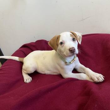 Jackie O Lantern -  Pit Bull Terrier and Mixed Breed Dog for Adoption in Durham, North Carolina - Jackie O Lantern | PetCurious