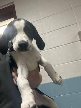 Nettie -  Border Collie and Hound Dog for Adoption in Rock Springs, Wyoming - Nettie | PetCurious