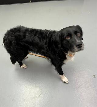 Rocky -  Border Collie Dog for Adoption in Phoenix, Oregon - Rocky | PetCurious