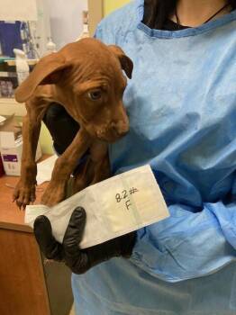Cherry Blossom -  Mixed Breed Dog for Adoption in Cincinnati, Ohio - Cherry Blossom | PetCurious