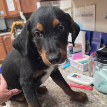 Teddy - 072906U -  Hound and Mixed Breed Dog for Adoption in Tupelo, Mississippi - Teddy - 072906U | PetCurious