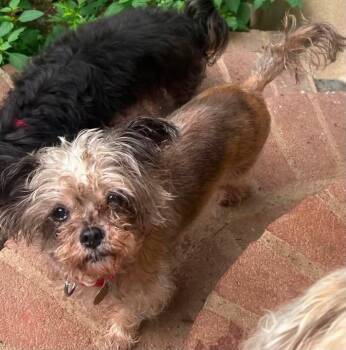 Roxy -  Shih Tzu and Yorkshire Terrier Dog for Adoption - Roxy | PetCurious