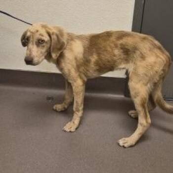 Dallas -  Shepherd and Mixed Breed Dog for Adoption in Norman, Oklahoma - Dallas | PetCurious