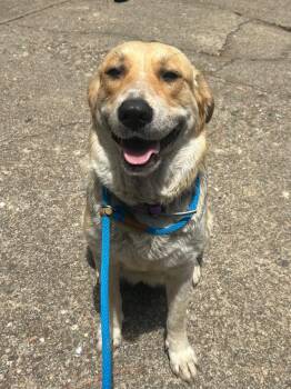 Karen -  Shepherd Dog for Adoption in Benton, Arkansas - Karen | PetCurious
