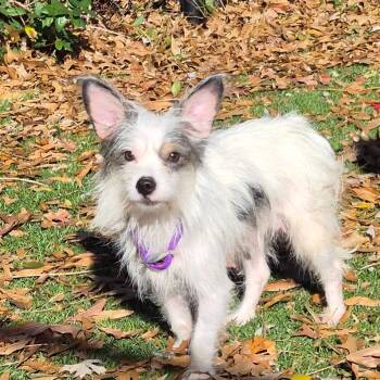 Rescue Terrier Dogs for Adoption in Rockville, Maryland - Desert Rose | PetCurious