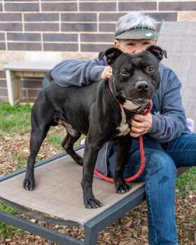 Mixed Breed Dogs Available for Adoption in Chamblee, Georgia - Austin | PetCurious
