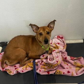 Shimmer -  Mixed Breed Dog for Adoption in Jupiter, Florida - Shimmer | PetCurious