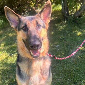 Pool Noodle -  German Shepherd Dog Dog for Adoption in York, Pennsylvania - Pool Noodle | PetCurious