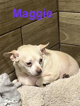 Maggie -  Chihuahua Dog for Adoption - Maggie | PetCurious