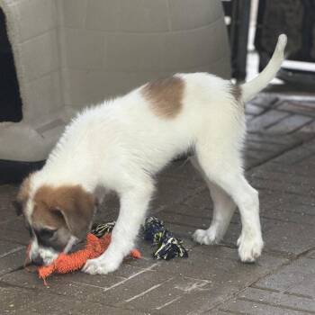 Spartacus -  Great Pyrenees Dog for Adoption in Locust Fork, Alabama - Spartacus | PetCurious