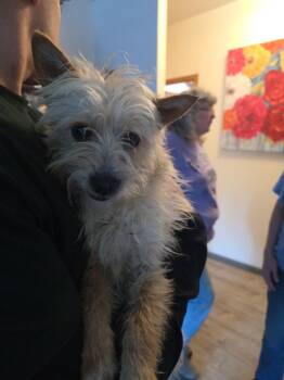 Cairn Terrier and Wirehaired Terrier Dogs Available for Adoption - Tabby | PetCurious