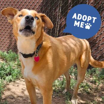 Keyko - Butler Campus! -  Siberian Husky and Yellow Labrador Retriever Dog for Adoption in Flagstaff, Arizona - Keyko - Butler Campus! | PetCurious