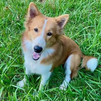 Olive -  Collie Dog for Adoption in Houston, Texas - Olive | PetCurious