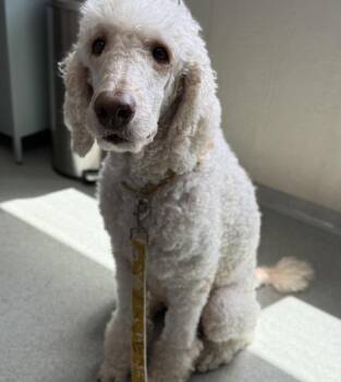 Faith -  Poodle Dog for Adoption in Salisbury, Maryland - Faith | PetCurious