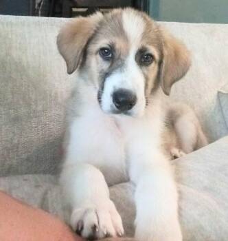 Charlie -  Anatolian Shepherd and Border Collie Dog for Adoption in Holly Springs, North Carolina - Charlie | PetCurious