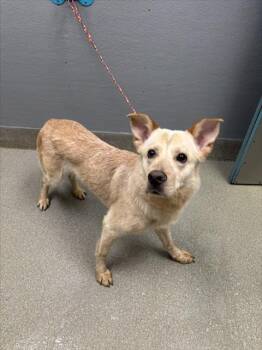 Rescue Australian Cattle Dog Blue Heeler and Mixed Breed Dogs for Adoption in Las Vegas, Nevada - FOXX | PetCurious