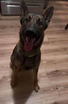 Belgian Shepherd Malinois and German Shepherd Dog Dogs Available for Adoption in Imlay City, Michigan - Yeti- Located In Washington | PetCurious