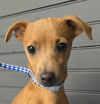 Roy -  Chihuahua Dog for Adoption in Newport, Tennessee - Roy | PetCurious