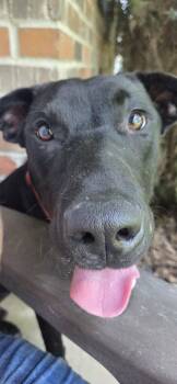 Coal -  Labrador Retriever Dog for Adoption in Clarksburg, Missouri - Coal | PetCurious