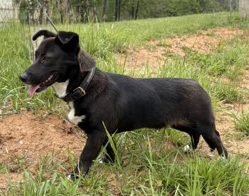 Corgi Dogs Available for Adoption in Thibodaux, Louisiana - Roxy  | PetCurious
