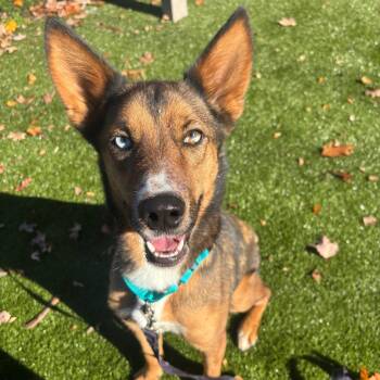 Ruger -  German Shepherd Dog Dog for Adoption in Briarcliff Manor, New York - Ruger | PetCurious