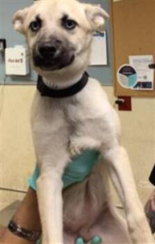 A1938378 -  Siberian Husky and German Shepherd Dog Dog for Adoption in Riverside, California - A1938378 | PetCurious