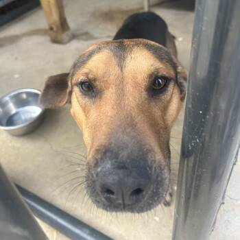 Hound Dogs Available for Adoption - Dexter | PetCurious