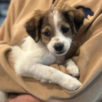 Brittany -  Shih Tzu and Mixed Breed Dog for Adoption in San Francisco, California - Brittany | PetCurious