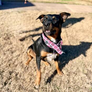 Rottweiler Dogs Available for Adoption - Maria | PetCurious