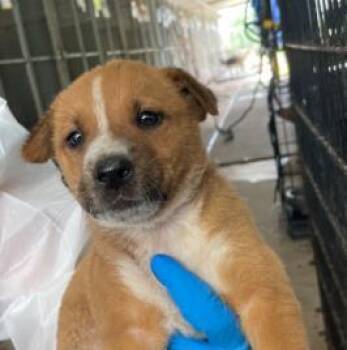Mixed Breed Dogs Available for Adoption in West Chester, Pennsylvania - Cameron | PetCurious