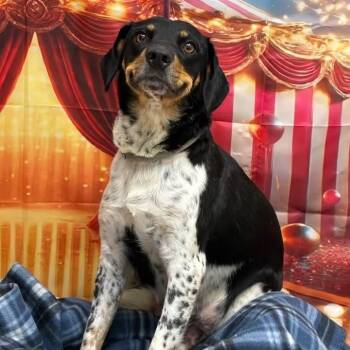 Fantasia -  Bluetick Coonhound Dog for Adoption in Williston, Vermont - Fantasia | PetCurious
