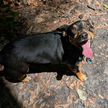 Miniature Pinscher and Dachshund Dogs Available for Adoption in Savannah, Georgia - Palmer | PetCurious