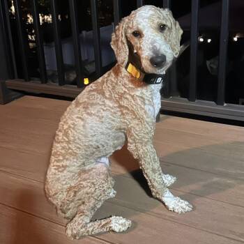 Poodle Dogs Available for Adoption in Brockport, New York - Grover | PetCurious