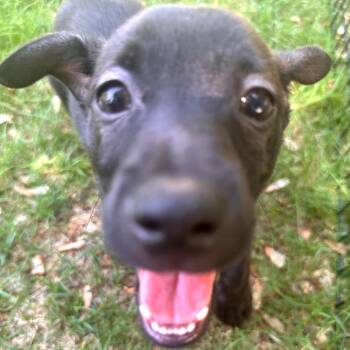 Pacifico -  Chihuahua and Terrier Dog for Adoption in Minneapolis, Minnesota - Pacifico | PetCurious