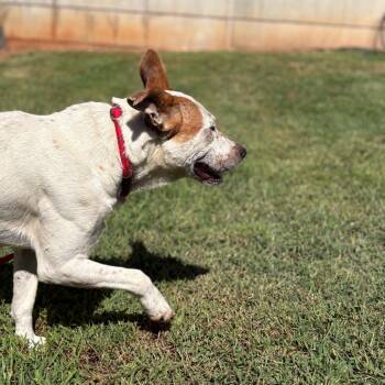 Baxter -  Mixed Breed Dog for Adoption in Greenville, South Carolina - Baxter | PetCurious