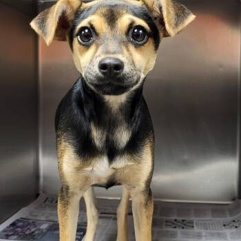 Feist Dogs Available for Adoption in Marion, Mississippi - Lyla | PetCurious