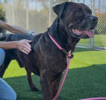 peanut -  Rottweiler and Chocolate Labrador Retriever Dog for Adoption in Victoria, British Columbia - Peanut | PetCurious