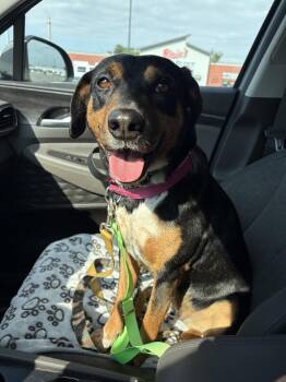 Daisy -  Australian Kelpie and Cattle Dog Dog for Adoption in Oswego, Illinois - Daisy | PetCurious