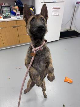 Belgian Shepherd Malinois and Shepherd Dogs Available for Adoption in Hartsville, South Carolina - Ziggy | PetCurious