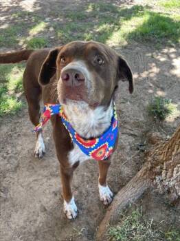 Pit Bull Terrier and Mixed Breed Dogs Available for Adoption in Tulsa, Oklahoma - LINK | PetCurious