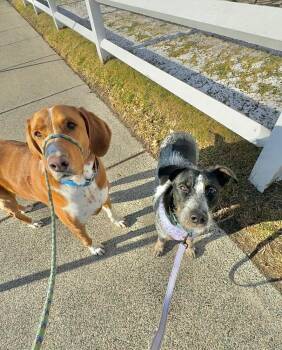 Blue Momma -  Australian Cattle Dog Blue Heeler and Schnauzer Dog for Adoption in Saugus, Massachusetts - Blue Momma | PetCurious