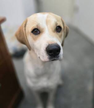 Rescue Labrador Retriever and Mixed Breed Dogs for Adoption in Neosho, Missouri - Whitney | PetCurious