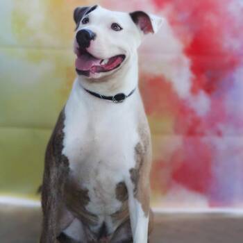 Pit Bull Terrier Dogs Available for Adoption in Austin, Texas - Squiggy JuM | PetCurious