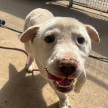 Jindo Dogs Available for Adoption in Northbrook, Illinois - Hangjun | PetCurious